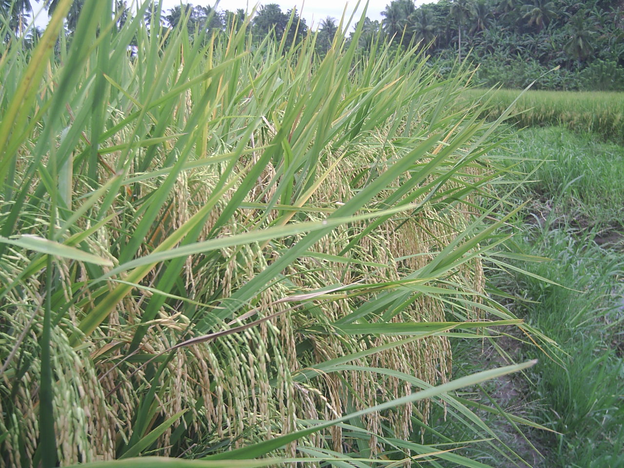 Palay field ready for harvest