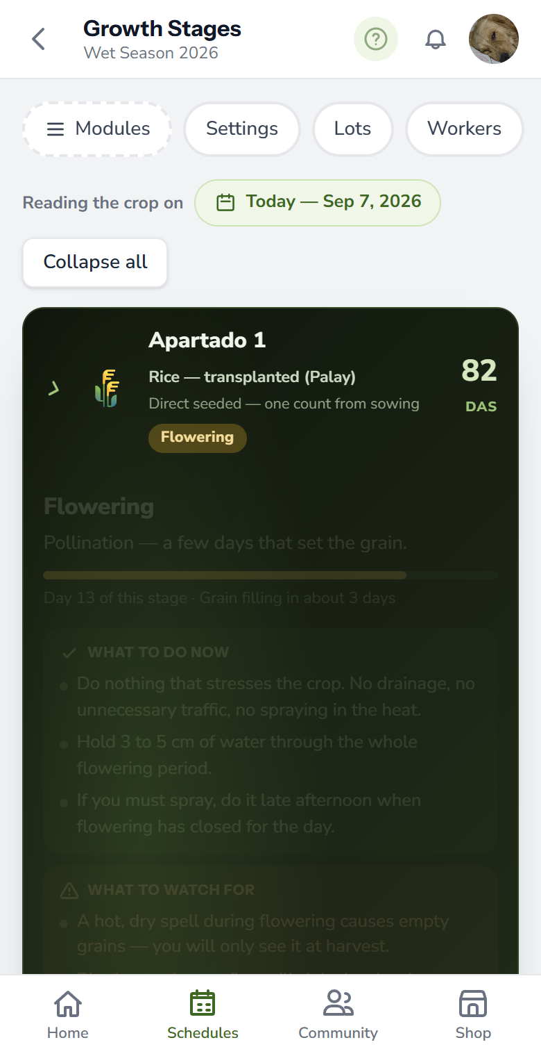 Growth stages