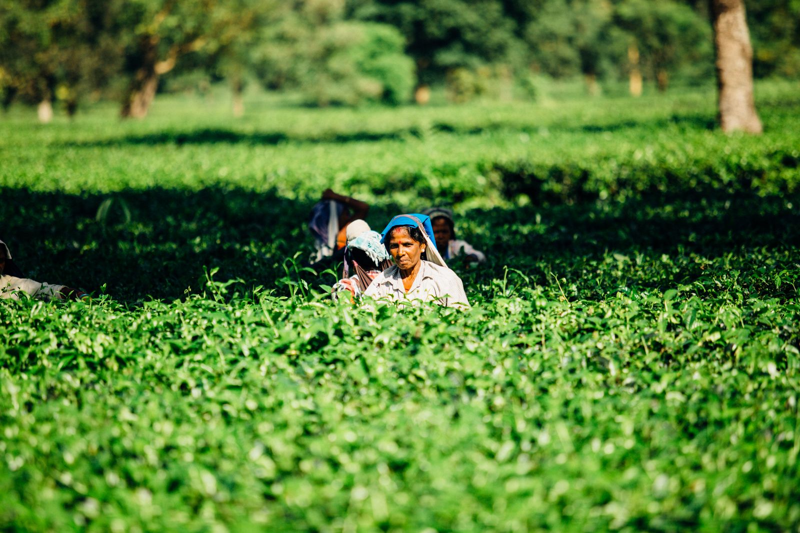 Farm workers in the field