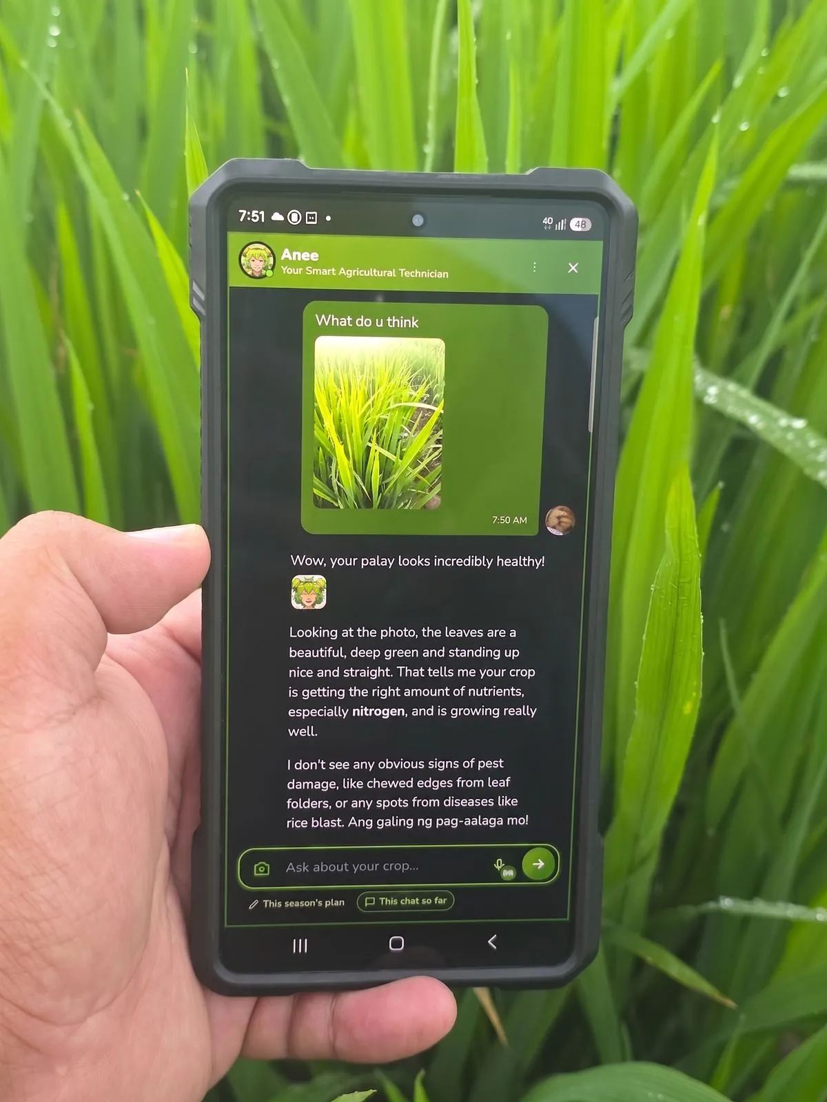 Anee answering a photo of a rice field, on a farmer's phone in the field