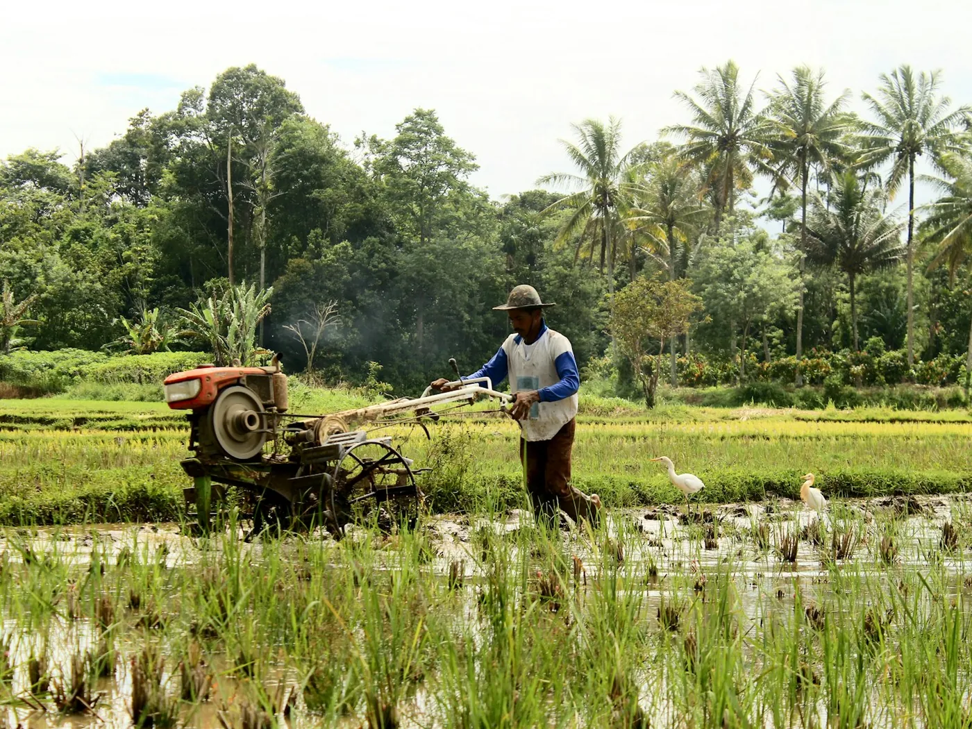 A farmer plowing a flooded paddy with a diesel hand tractor